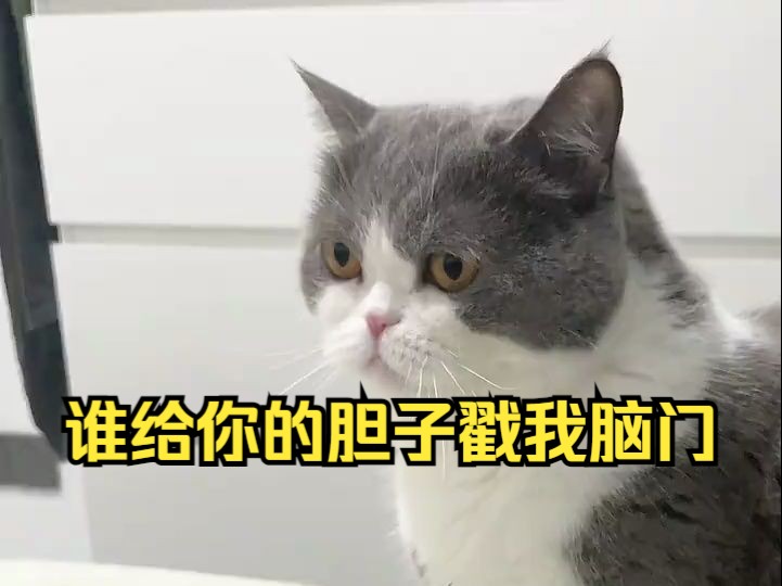 猫:谁给你的胆子戳我脑门