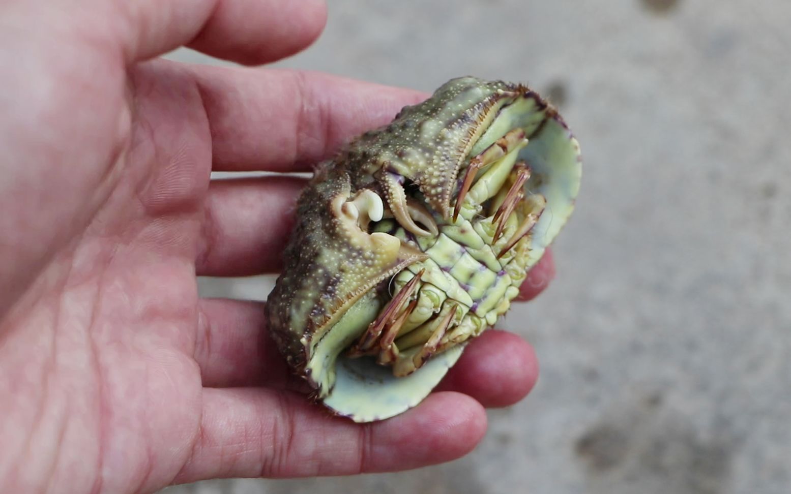 可爱的馒头蟹被我制作成标本啦