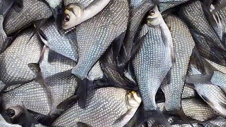 鱼苗百科:鳊鱼苗属于淡水鱼苗,适应能力强,很好养殖