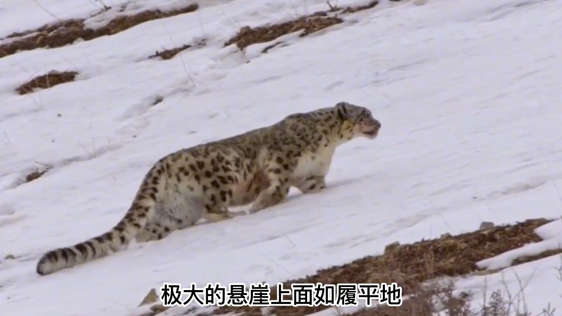 野生藏獒对抗雪豹图片