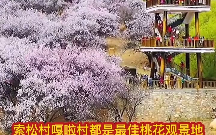 【一起来跨年】看林芝桃花线路攻略,首选国道318川藏线哔哩哔哩bilibili