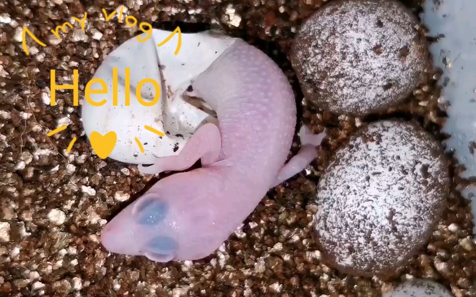 豹纹守宫孵化出壳记录出壳全过程