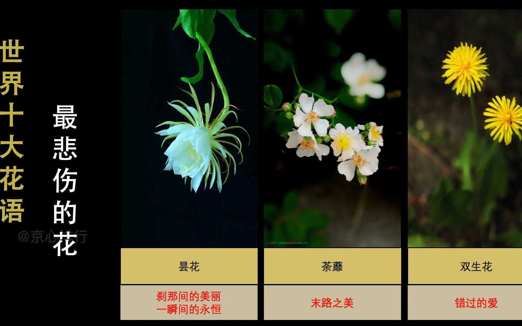 十大花语,越漂亮的花,花语越悲伤哔哩哔哩bilibili