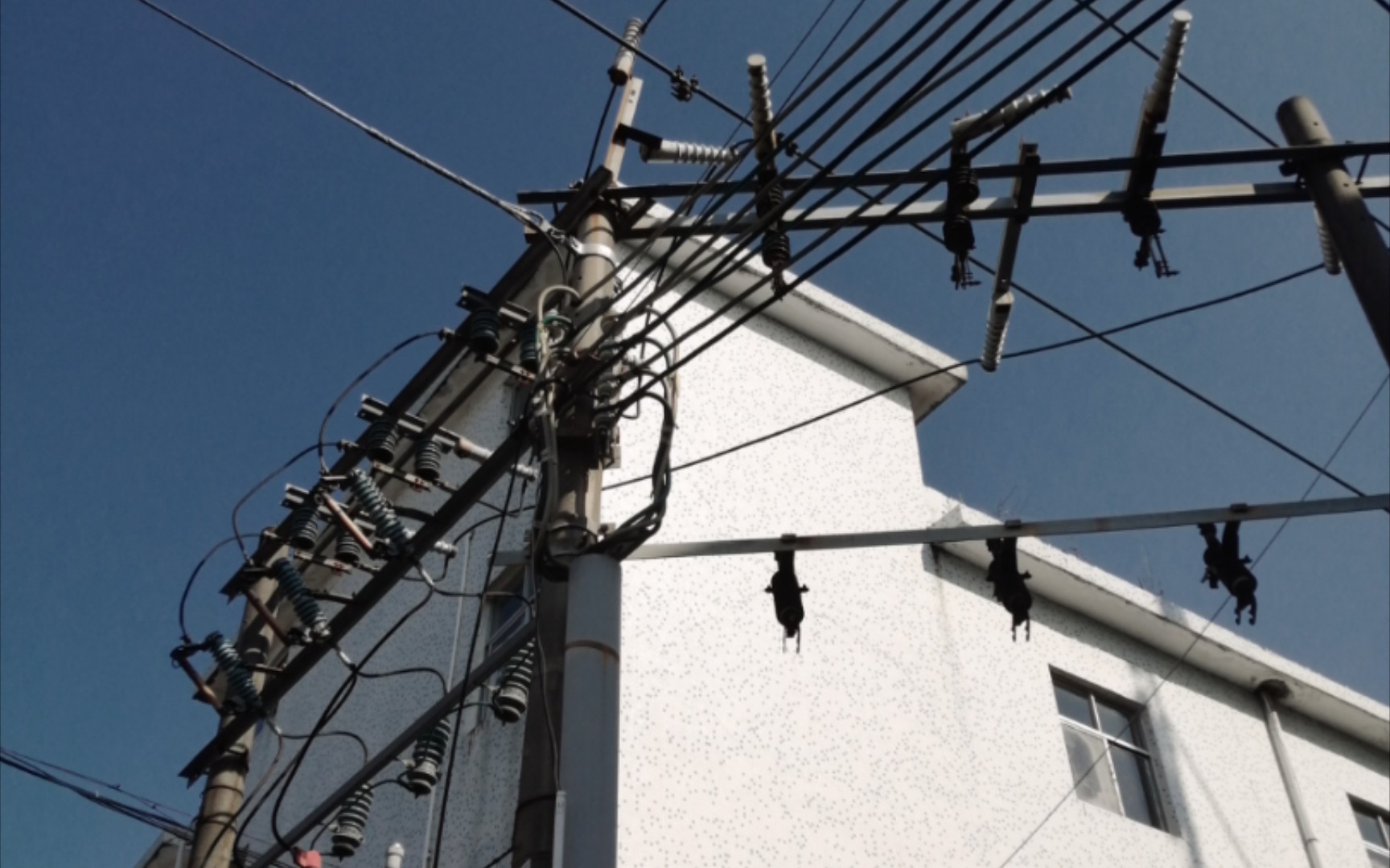 eva属于电线杆的美