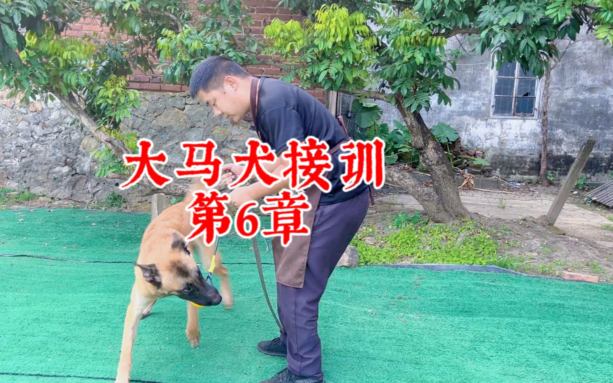 [图]大型犬顽固性不吐口，训犬师有奇招，就没有不吐口的狗