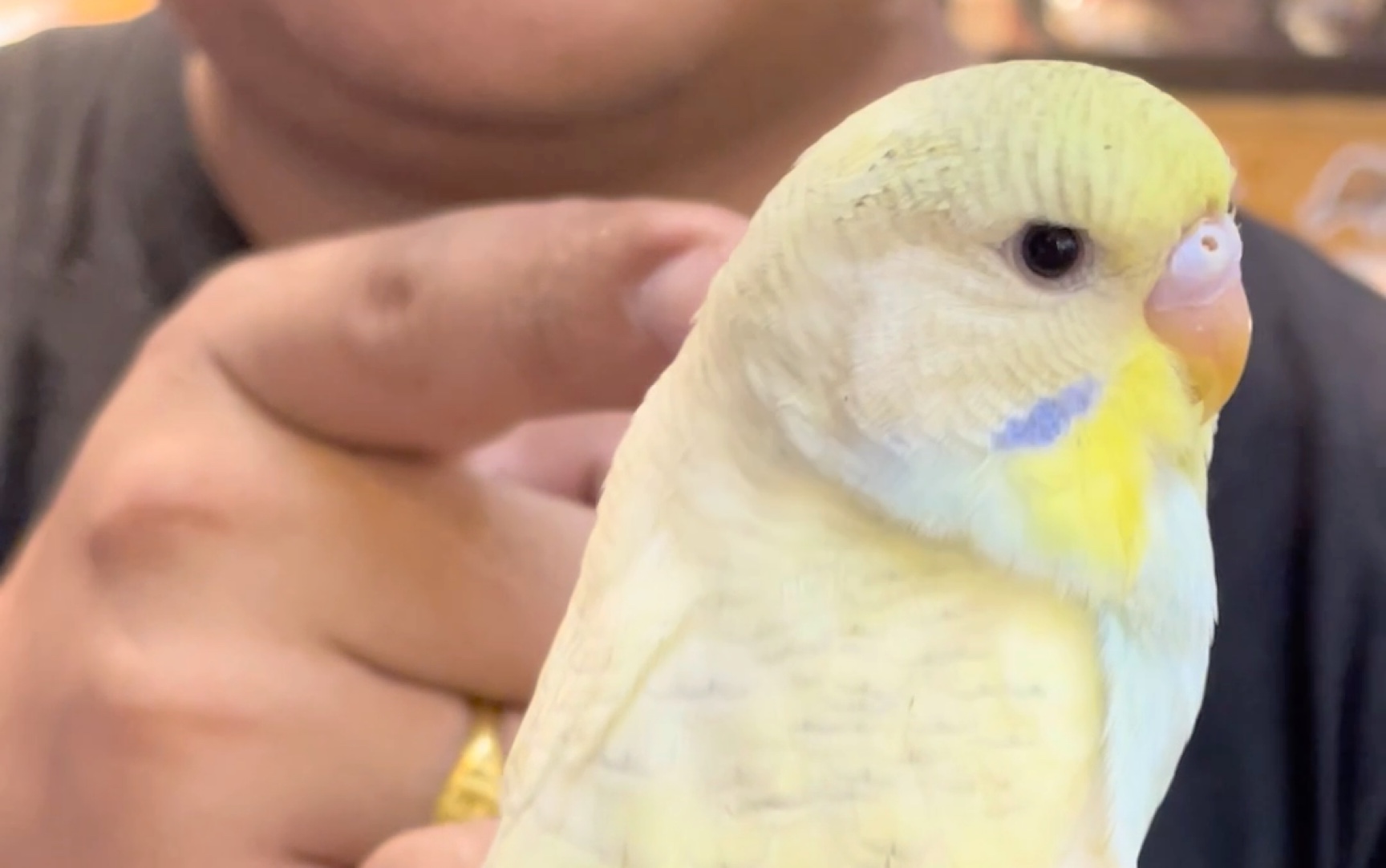 活动  金鱼鳞显派虎皮鹦鹉