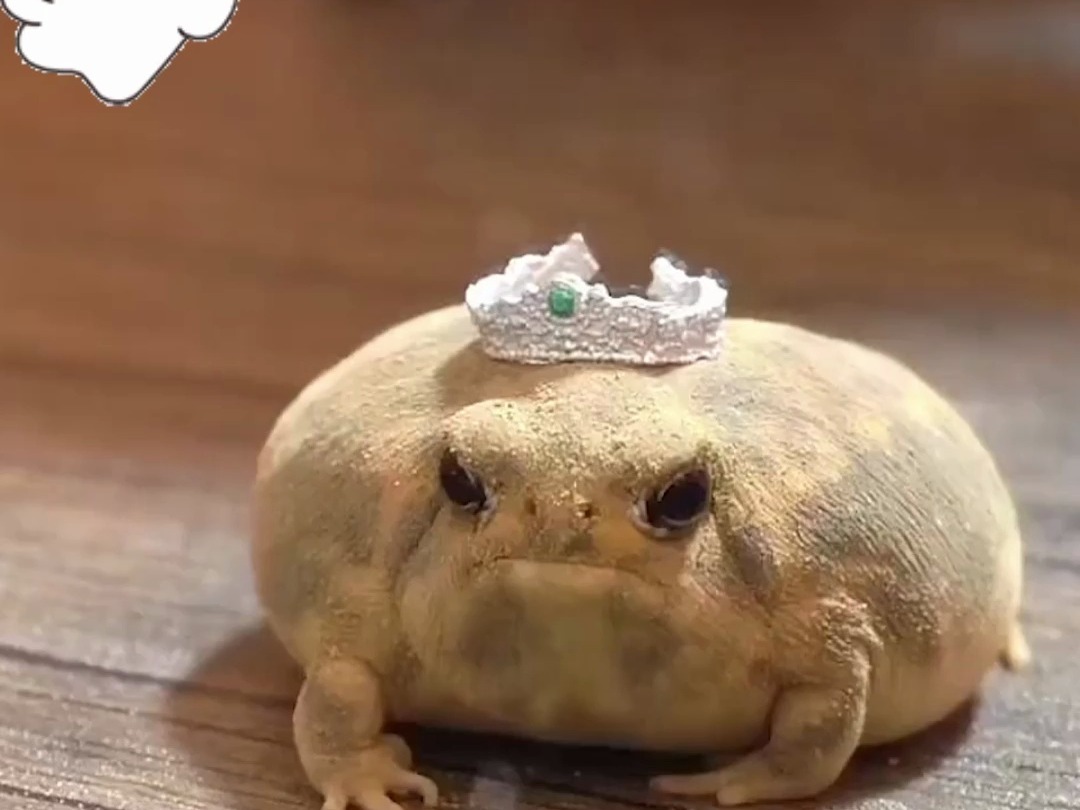 沙漠中的青蛙王子沙漠雨蛙