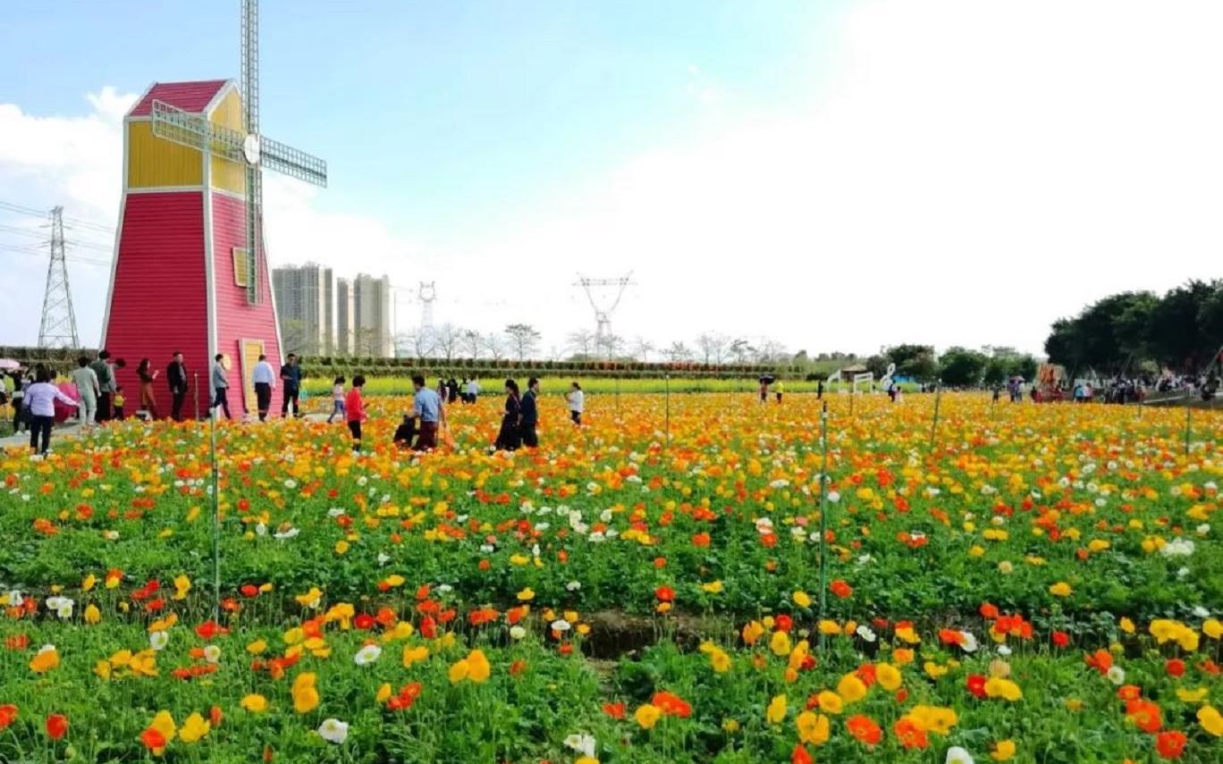 [图][搬运]佛山观花系列之虞美人&油菜花