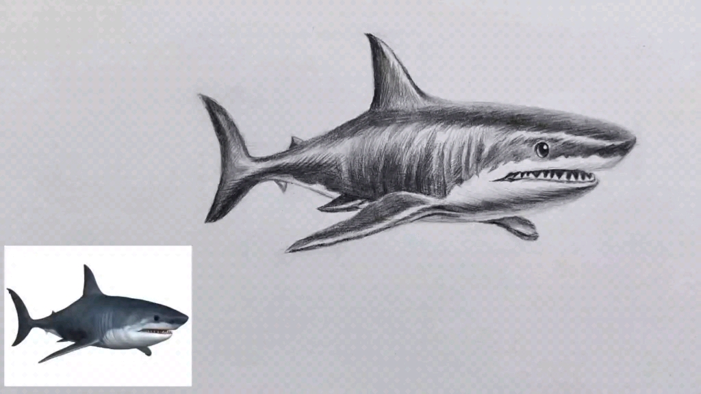 远古鲨鱼怎么画立体图片