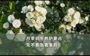 Download Video: 【海妈园艺课堂】月季秋冬养护要点，先不要急着重剪