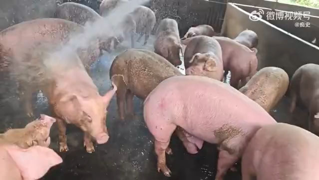 解压4分钟给猪洗澡