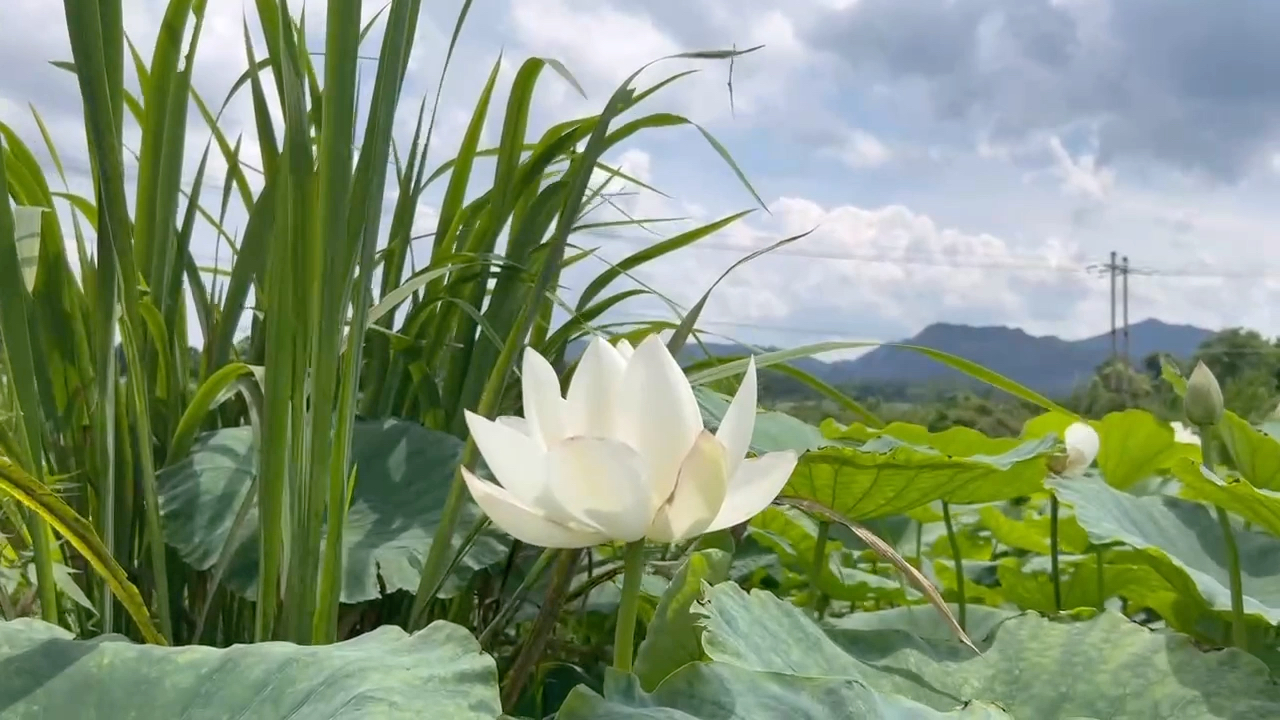 夏日莲花 好运莲莲