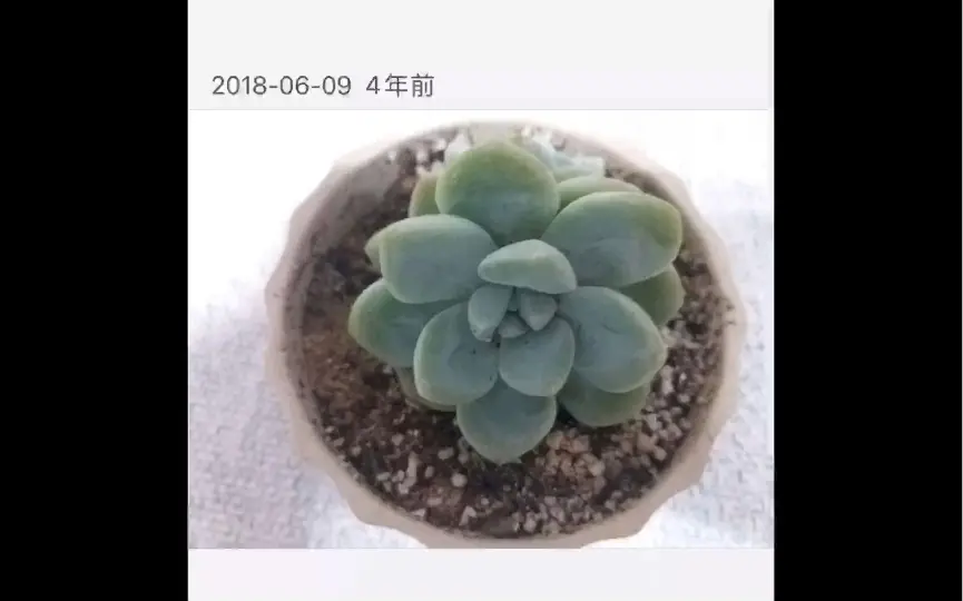 多肉植物雷童Delosperma echinatum 原产地为南非花白色或淡黄色强光下