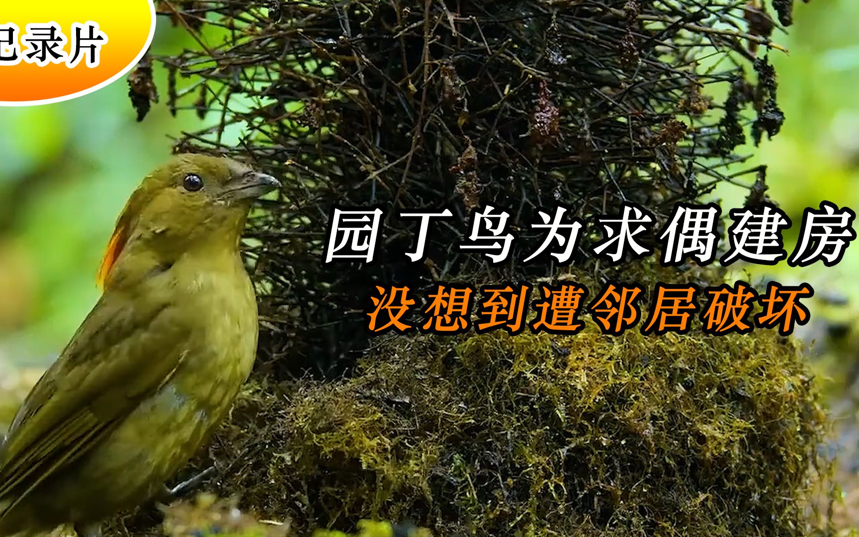 園丁鳥為求偶建房:沒想到遭鄰居破壞,尾部長了天線的鳥