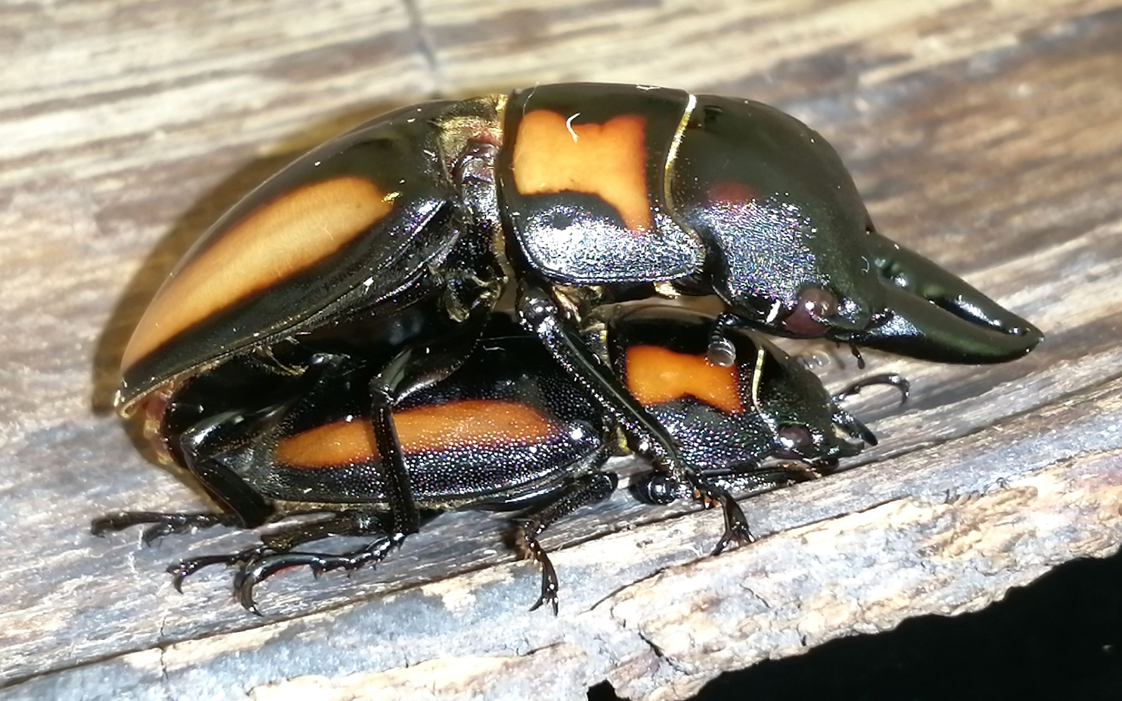 黄纹锯锹繁殖_哔哩哔哩_bilibili