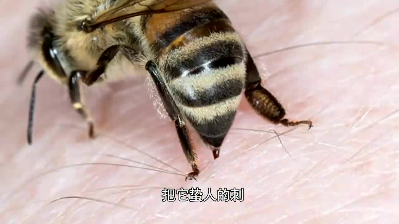 为什么蜜蜂在蜇人后会死?