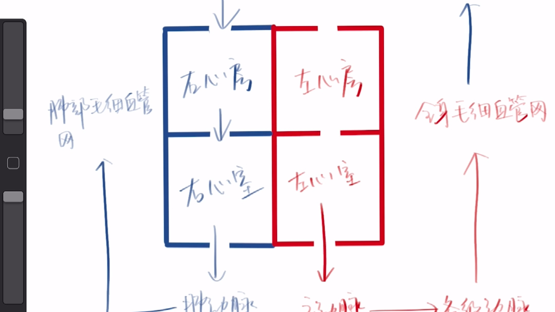 一张图看懂循环系统哔哩哔哩bilibili