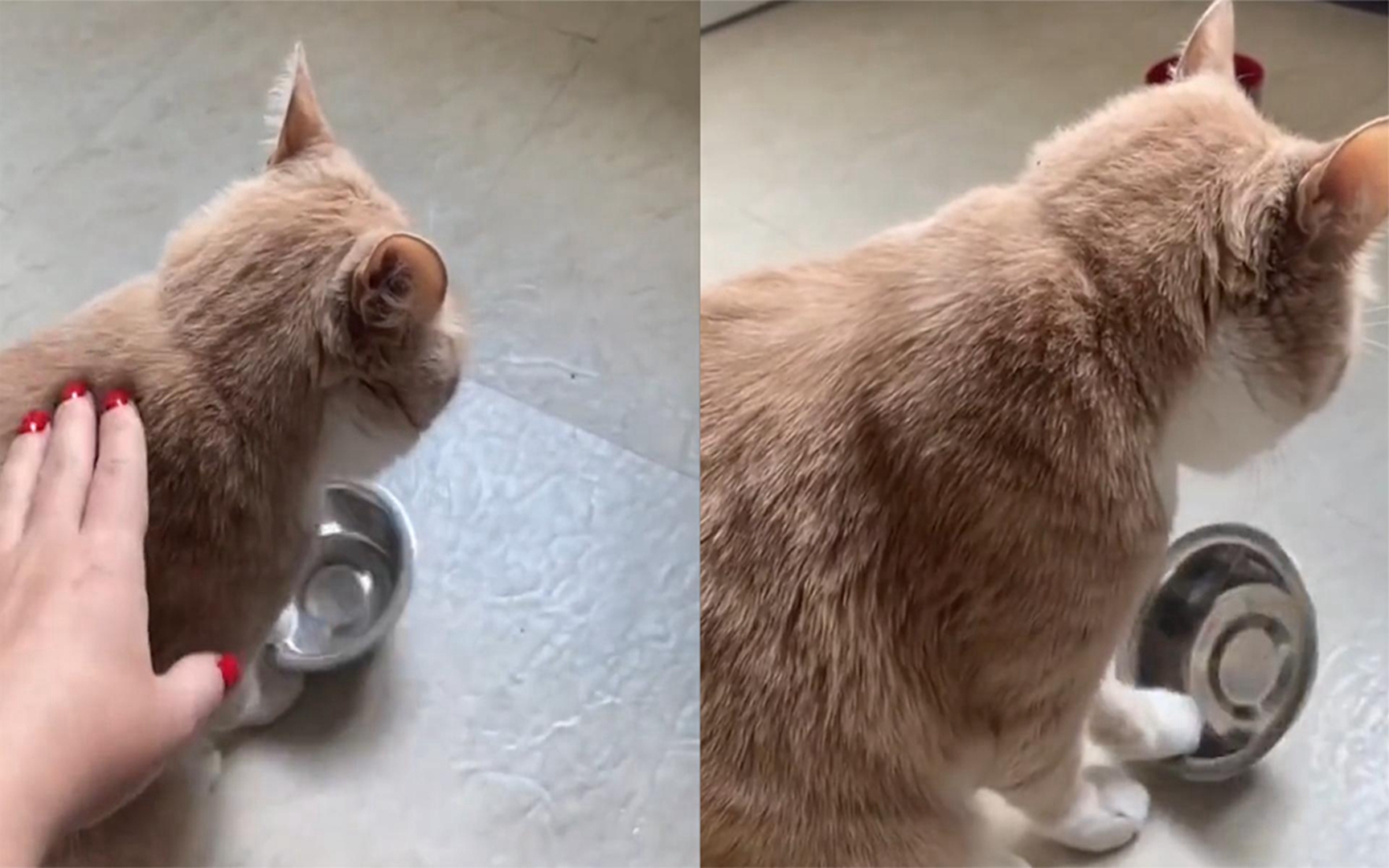 主人忘备猫粮就去上班,回来后猫拍打饭盆无声抗议好久像个孩子