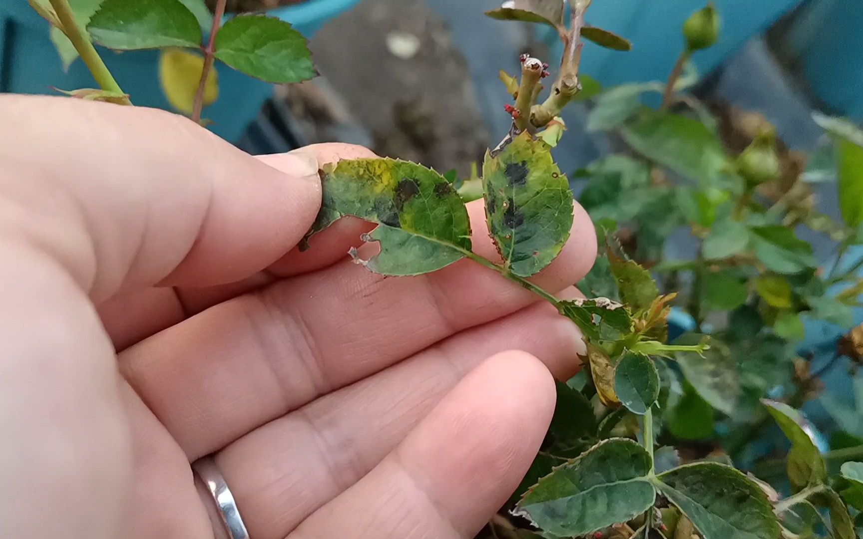 秋冬季节,月季得了霜霉病黑斑病怎么处理?北方花友不要再浪费药了哔哩哔哩bilibili