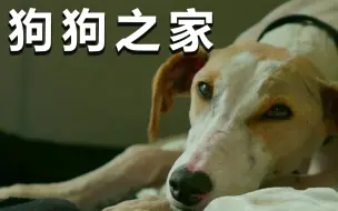 Descargar video: 【纪录片】狗狗之家 08