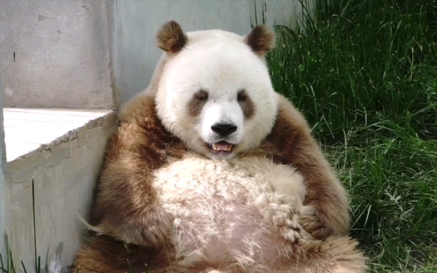 【大熊猫七仔】不听不听,黑粉念经