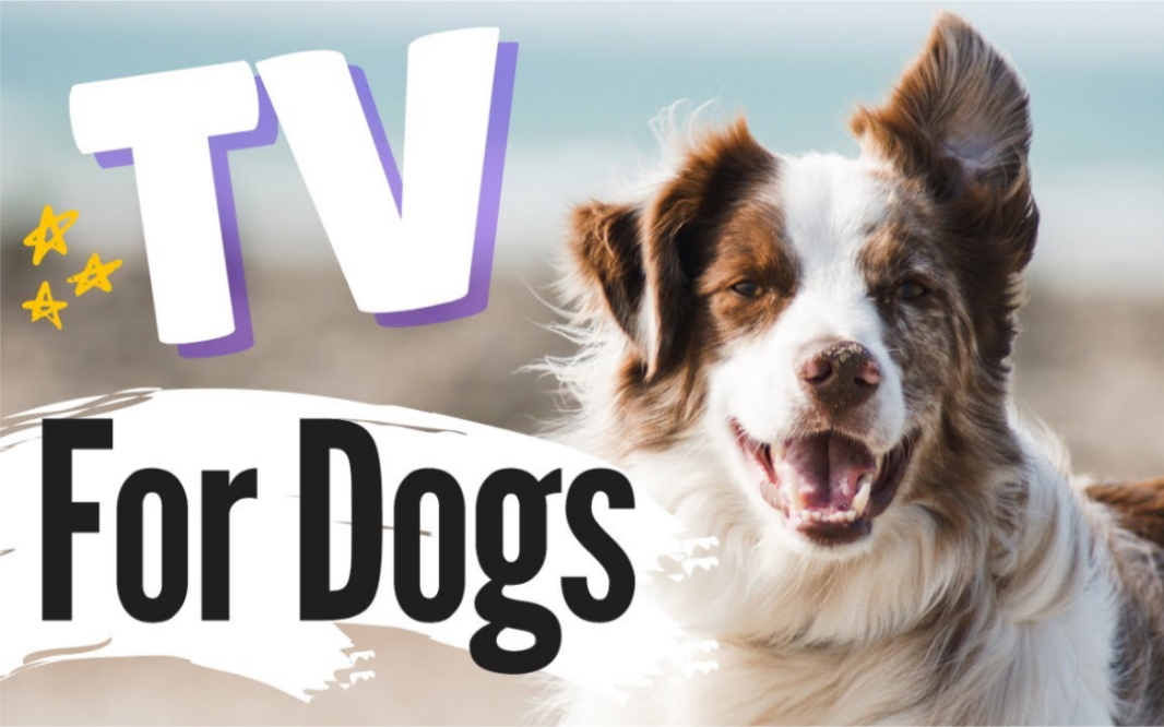 【搬运】给狗狗看的电视 TV for Dogs | Videos for Dogs To Watch| Dog's on a Walk (CALMING)云散步哔哩哔哩bilibili