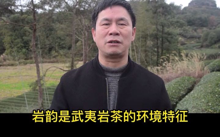 武夷岩茶的岩韵哔哩哔哩bilibili