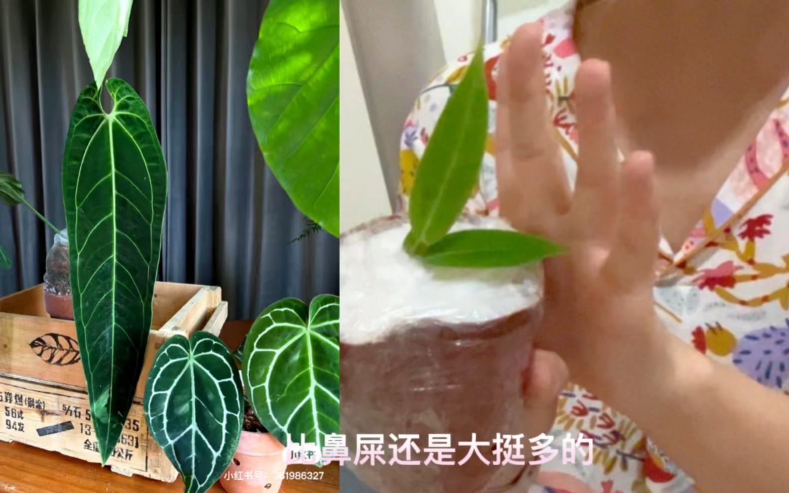 [图]天南星科-火鹤后花烛苗开箱（纯新手）