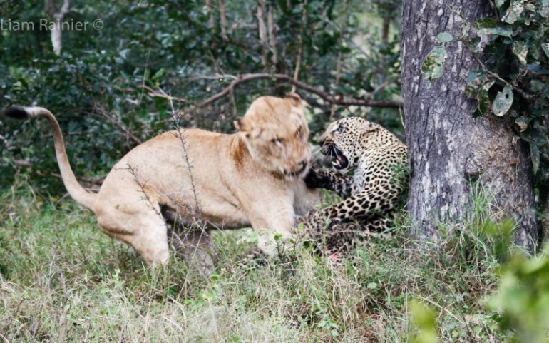 雌狮与花豹对峙