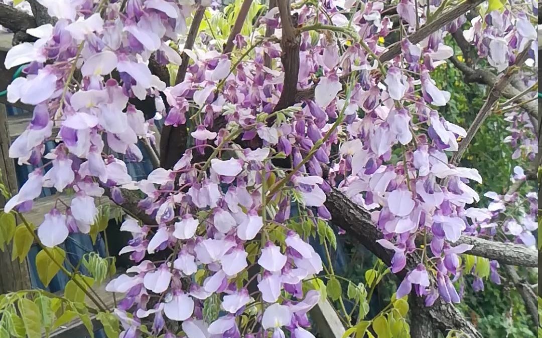 [图]楼顶花园紫藤