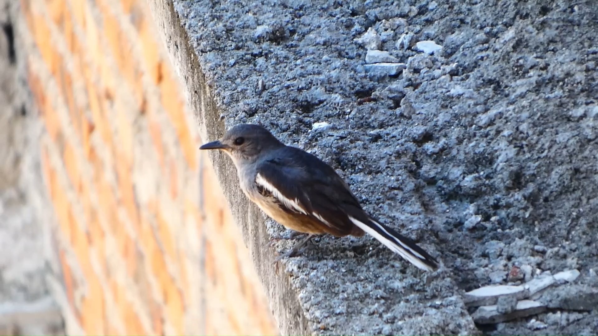 黑脸噪鹛 黑领椋鸟成鸟和宝宝 小白鹭 乌鸫宝宝 八哥 纯色山鹪莺 鹊鸲