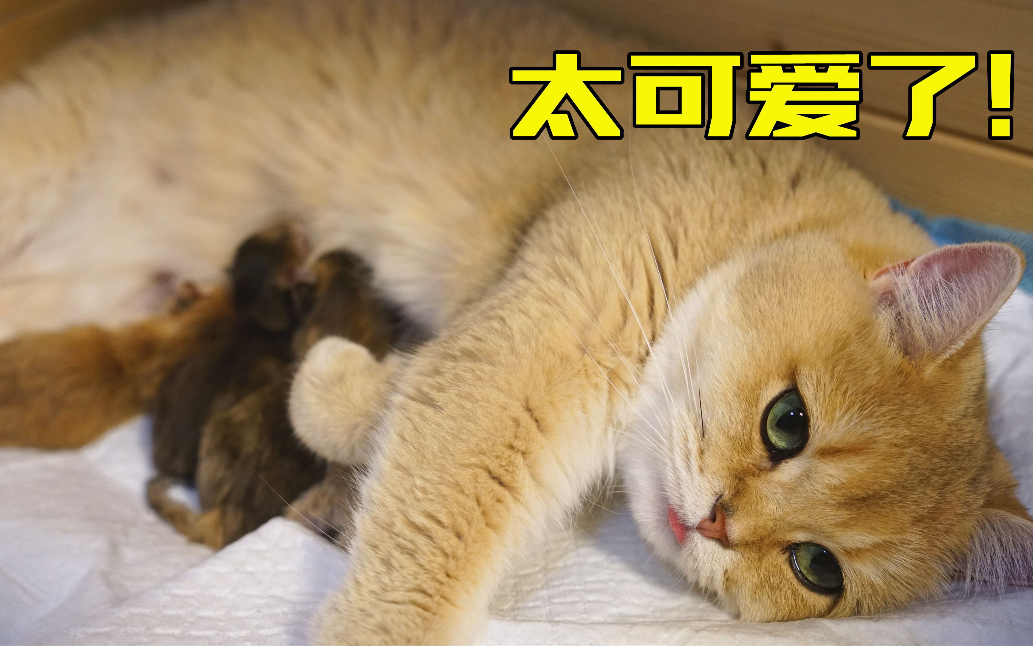 猫咪生宝宝,这一幕太可爱了!哔哩哔哩bilibili