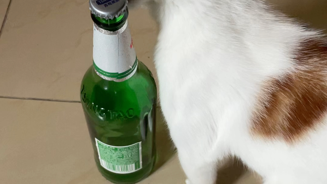 一只想喝啤酒的小猫咪