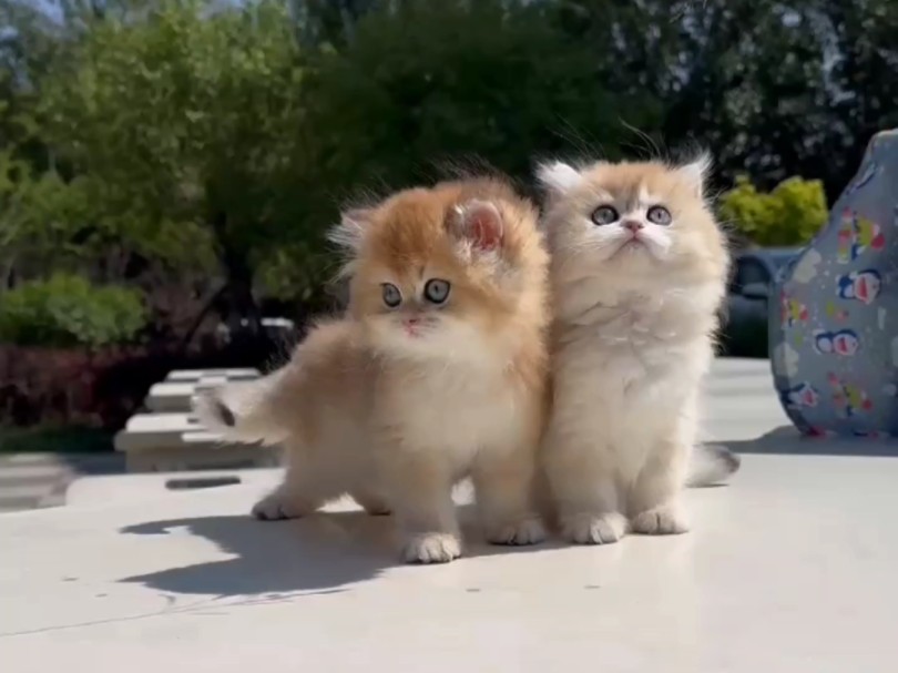 熊版金渐层长毛,有没有喜欢的,直接下方评论