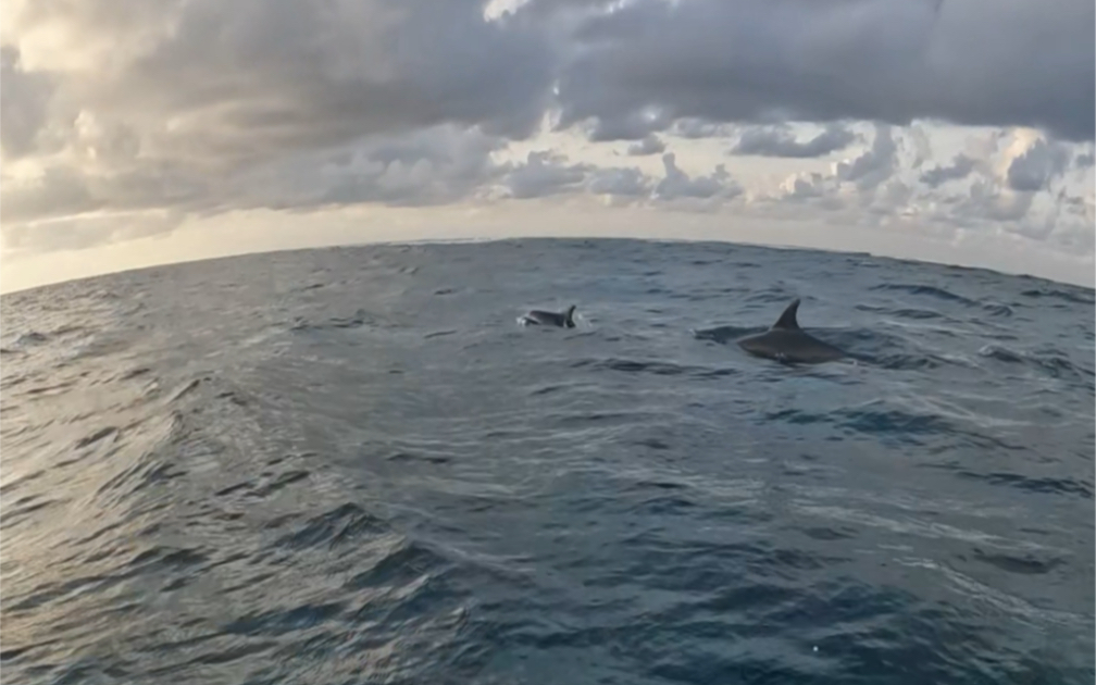 [图]成群结队的海豚🐬在时光里游走✨