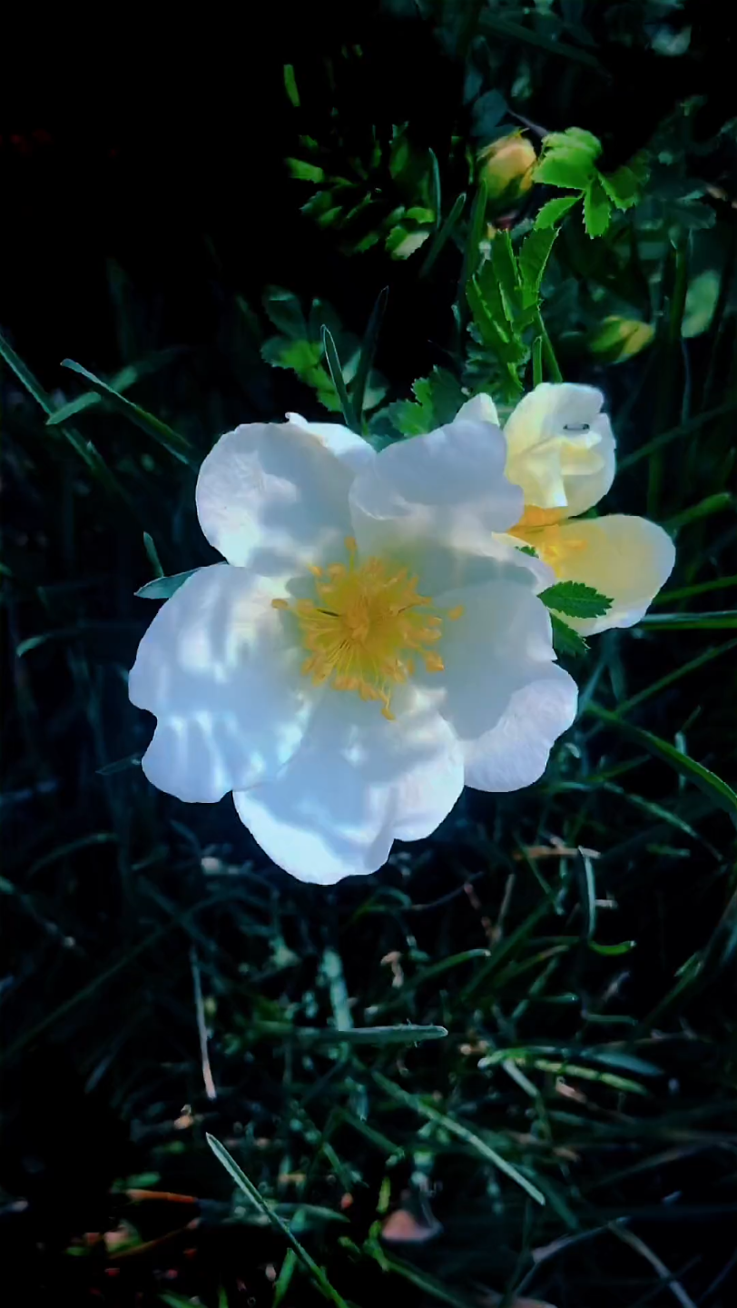 手机摄影 #随心文案 #一花一草一世界