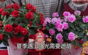 下载视频: 花型酷似迷你玫瑰的重瓣凤仙日常如何养护