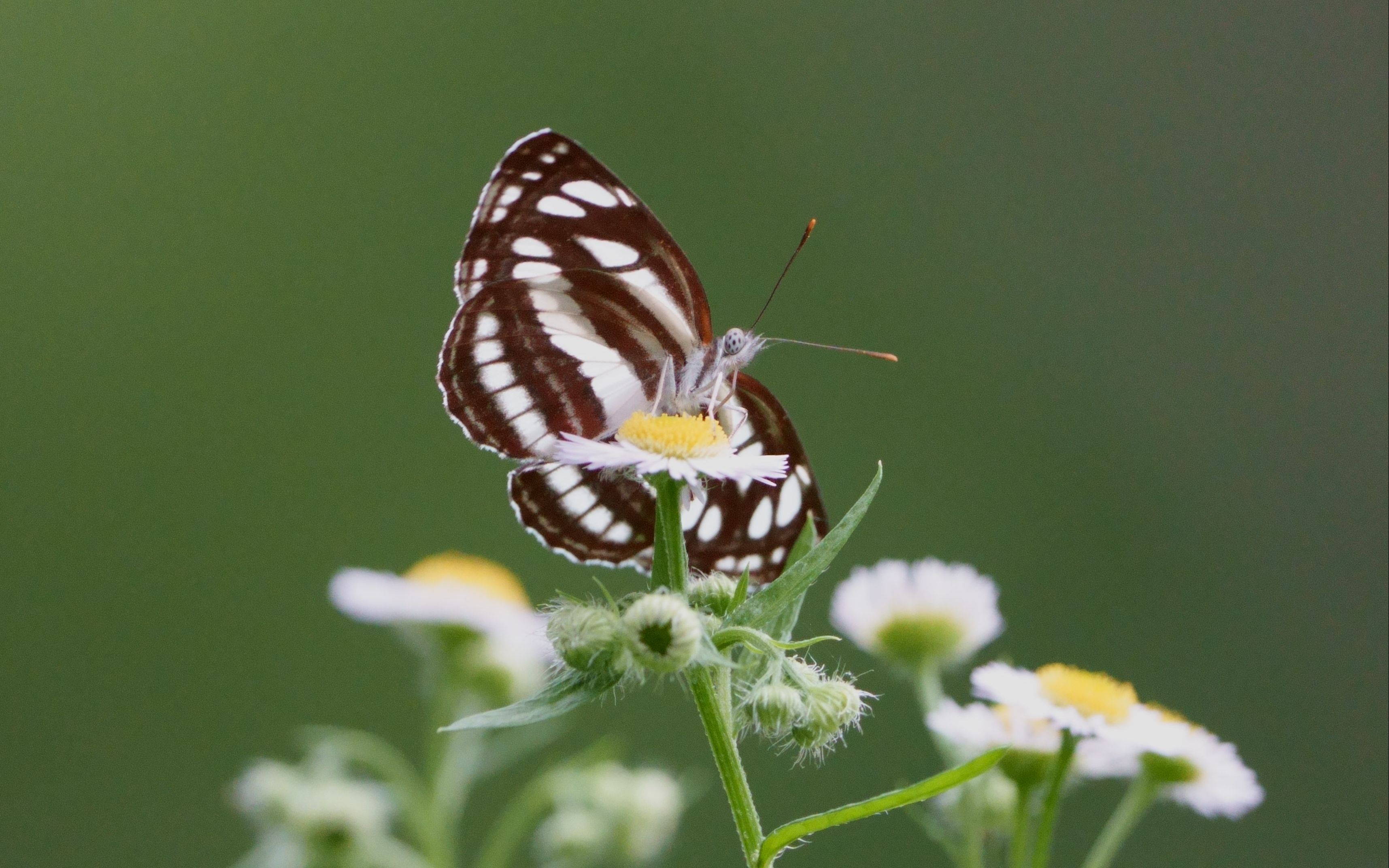 昆虫-采食花蜜的蝴蝶