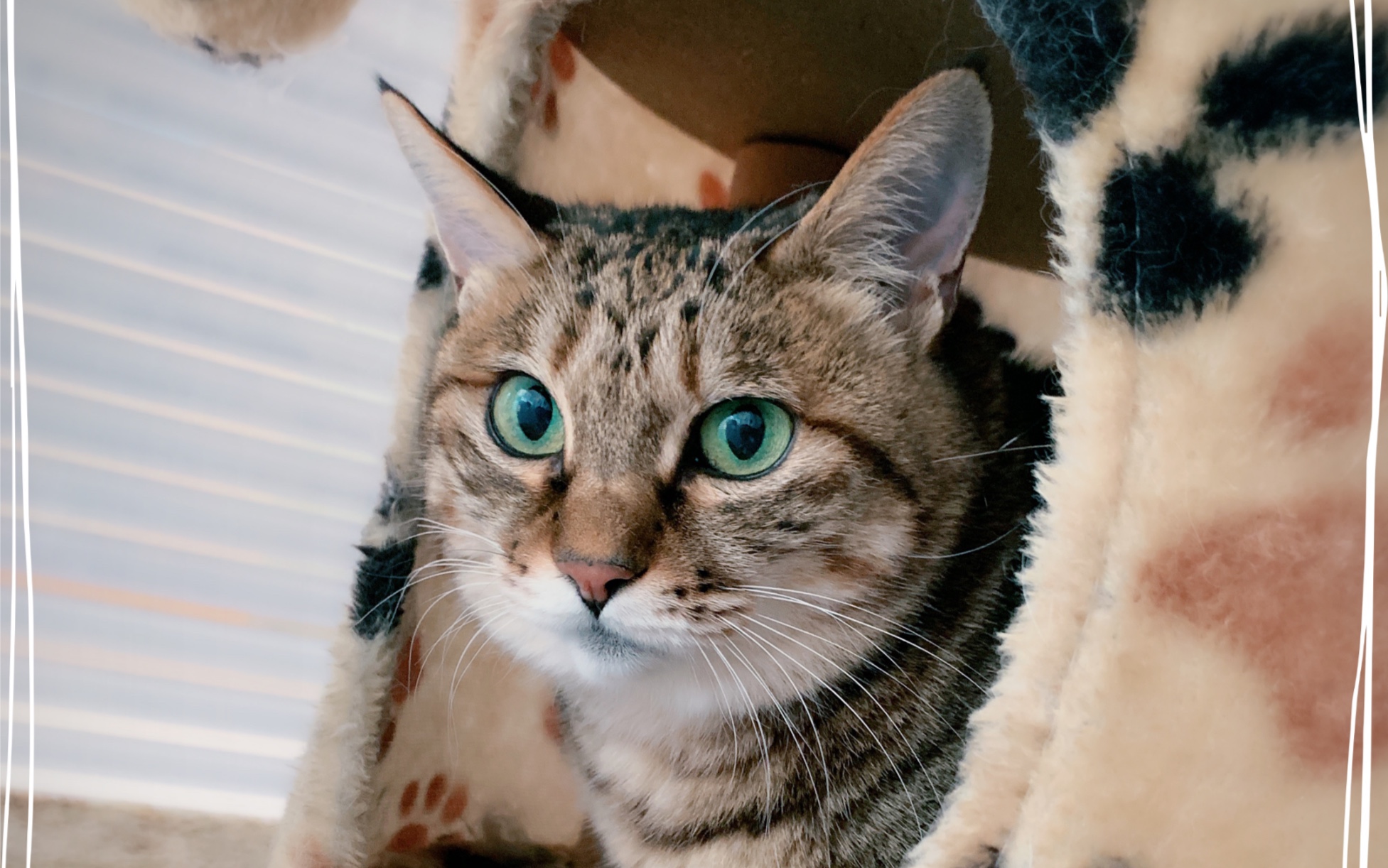 狸花猫李富贵最近日常合集准备送李富贵回老家