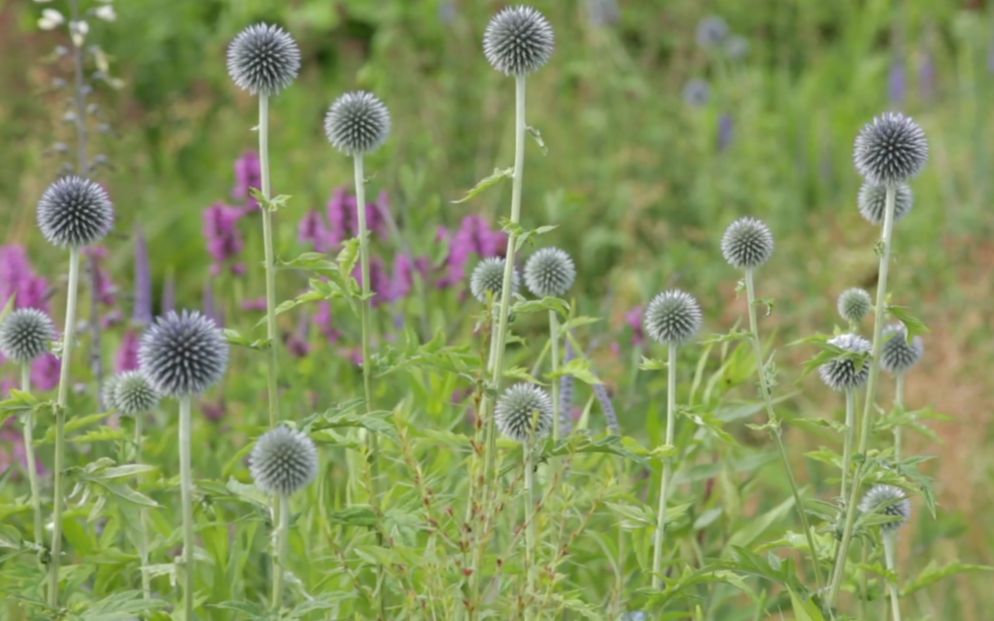 [图]【自然花园】 自 然 系 花 园 Private garden Anja & Piet Oudolf