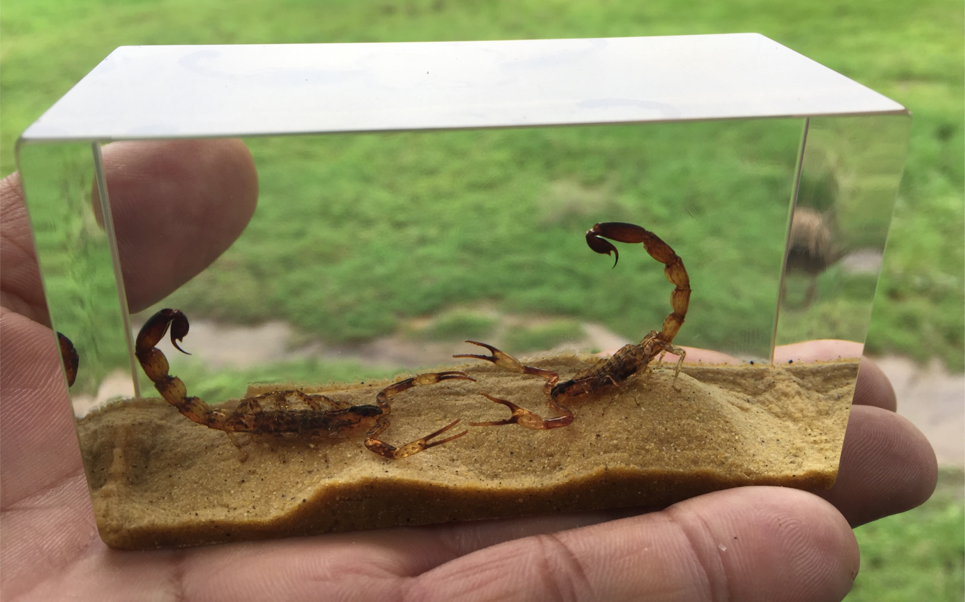 抓两只蝎子做成标本送礼,也不错哦