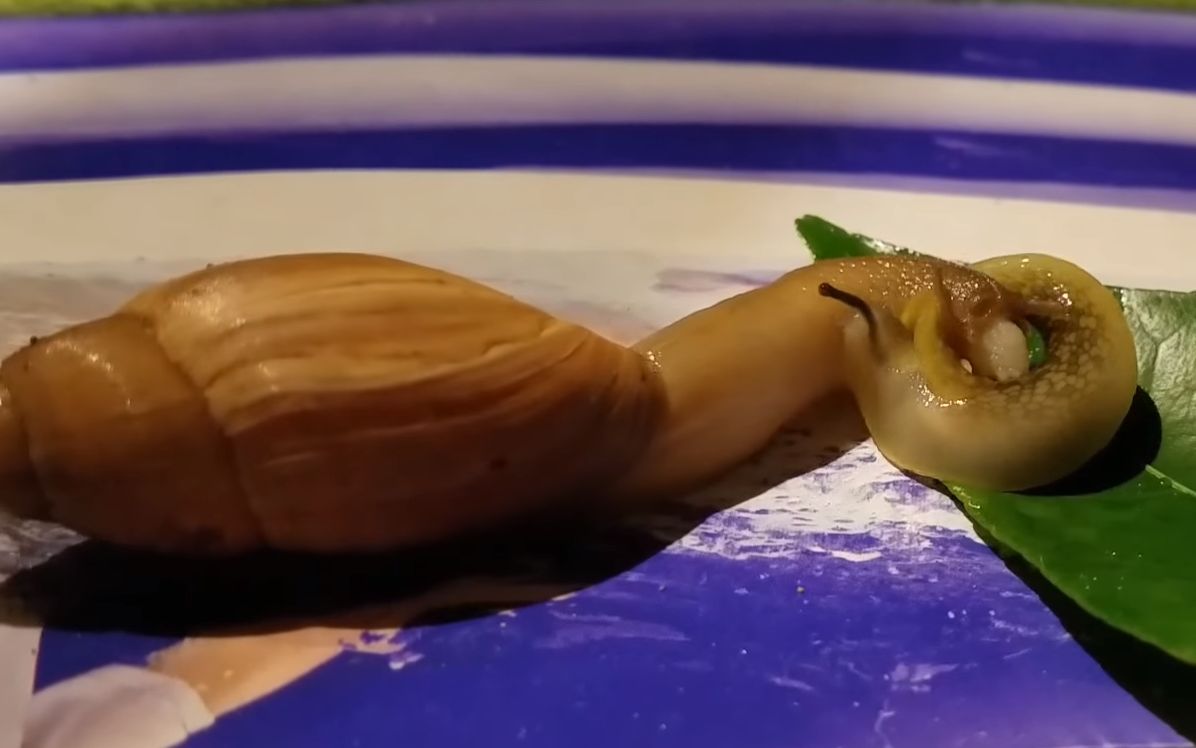 【youtube】玫瑰狼蜗猎杀大蛞蝓