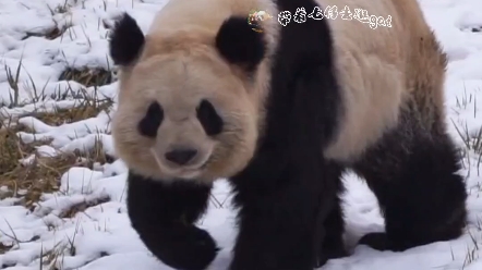 [图]【大熊猫小丫】很幸运见过你，很温柔，很漂亮，很可爱。好难过，再也见不到你，潘达星要快乐