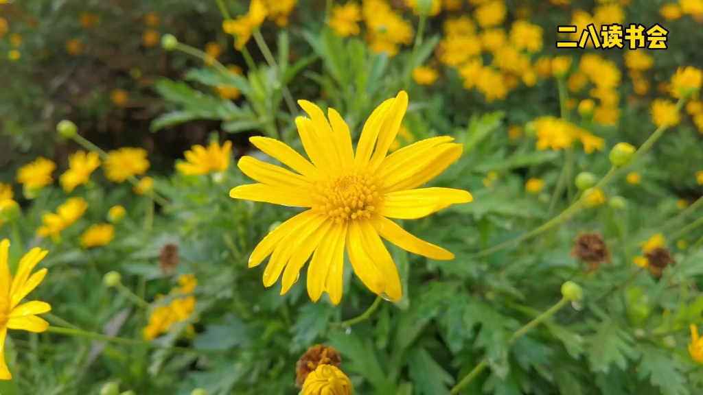 [图]幼儿唐诗赏析：不第后赋菊，常老师二八读书会，常路明作家朗诵