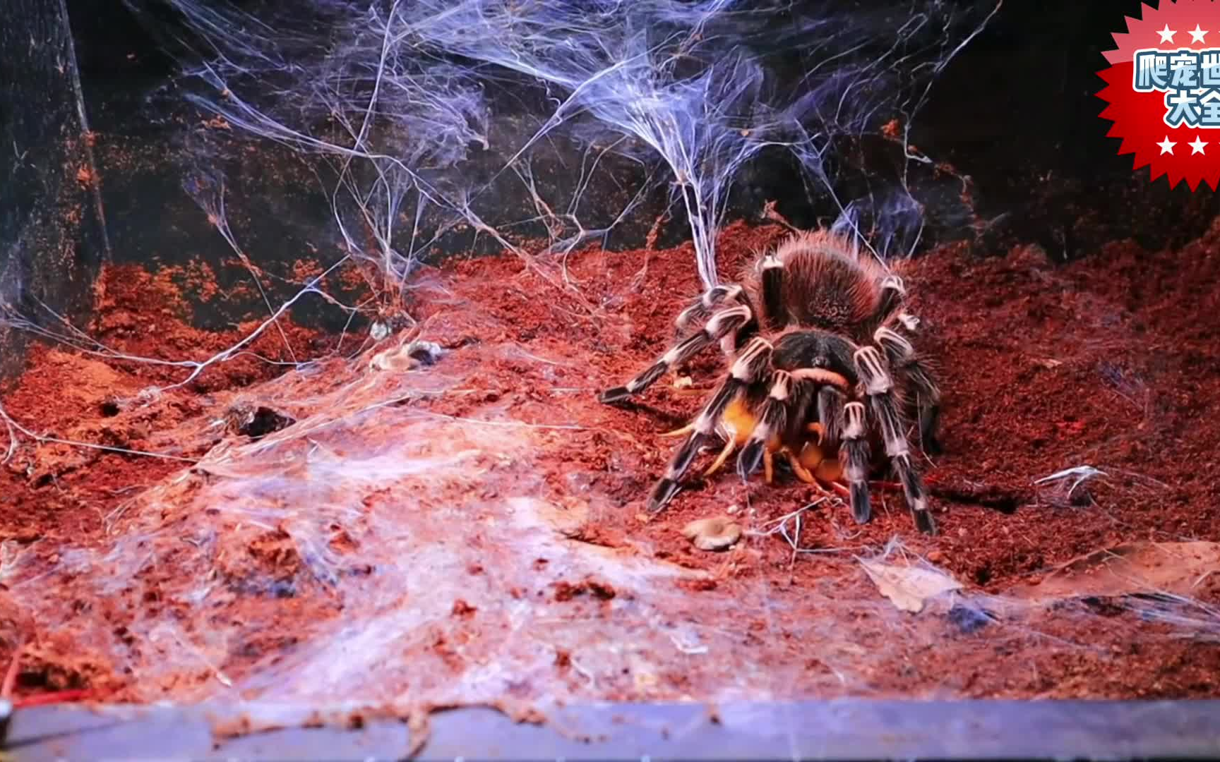 塔兰图拉蜘蛛大战蜈蚣,一出手就都是王,实力碾压_哔哩哔哩_bilibili