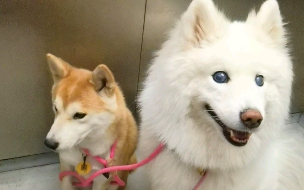 柴犬tina为萌萌导盲的技能,是自己get的