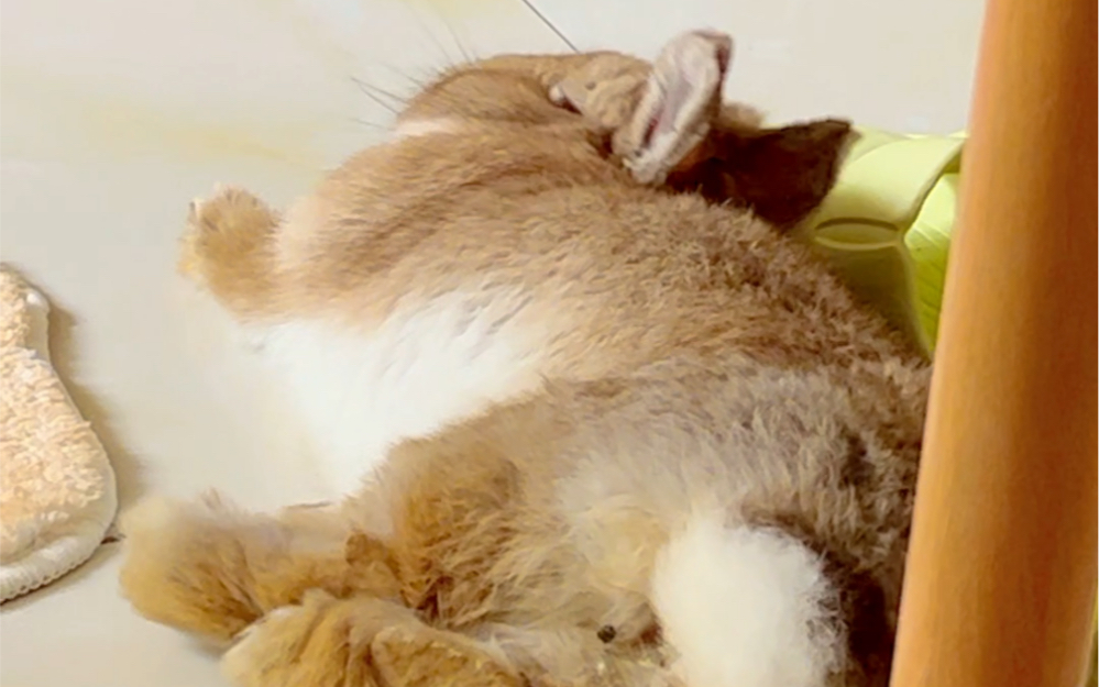 最喜欢看兔兔睡觉的时候伸懒腰啦