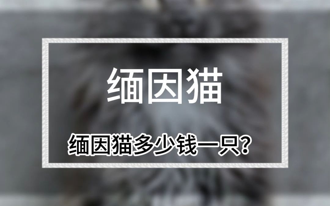 缅因猫多少钱一只?缅因猫这些毛色分别多少钱?(D790)哔哩哔哩bilibili