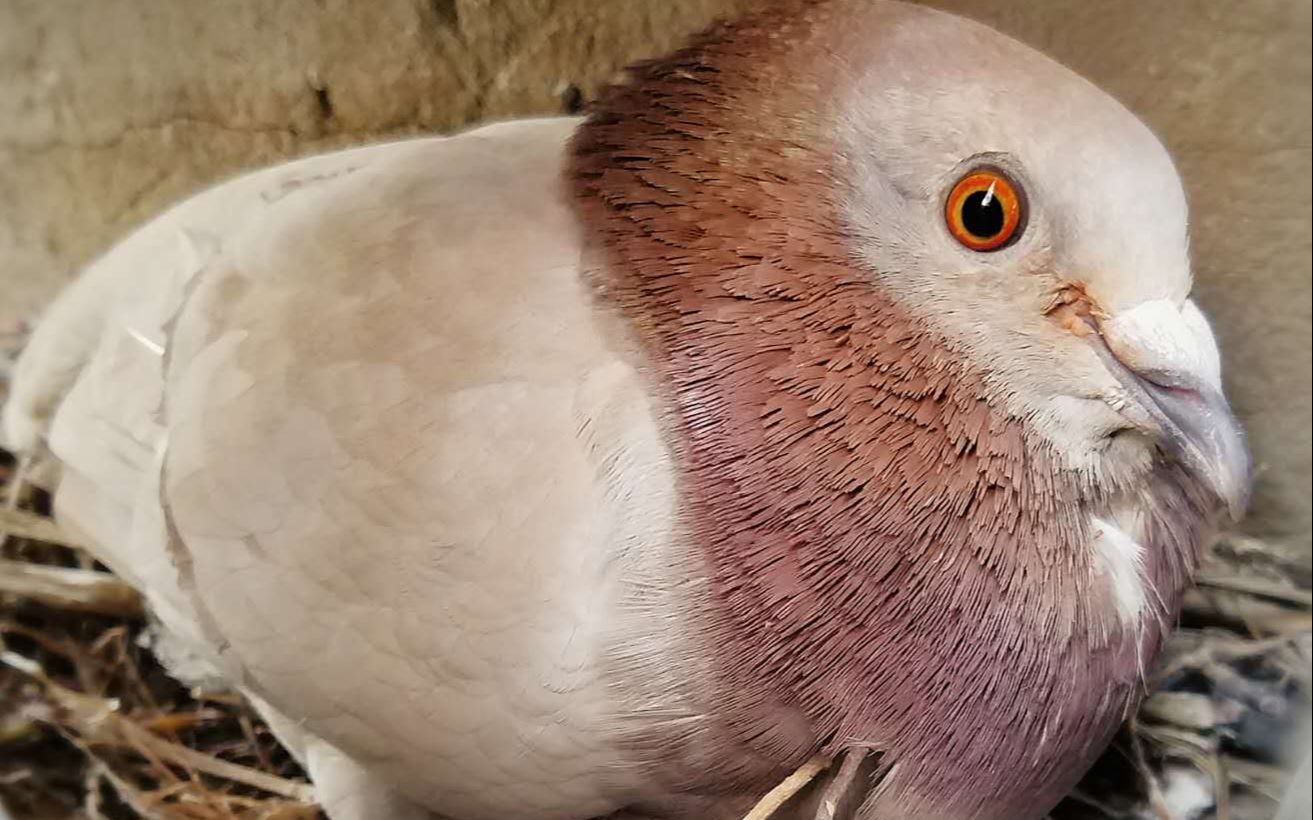 认真孵蛋的母鸽子"小花"