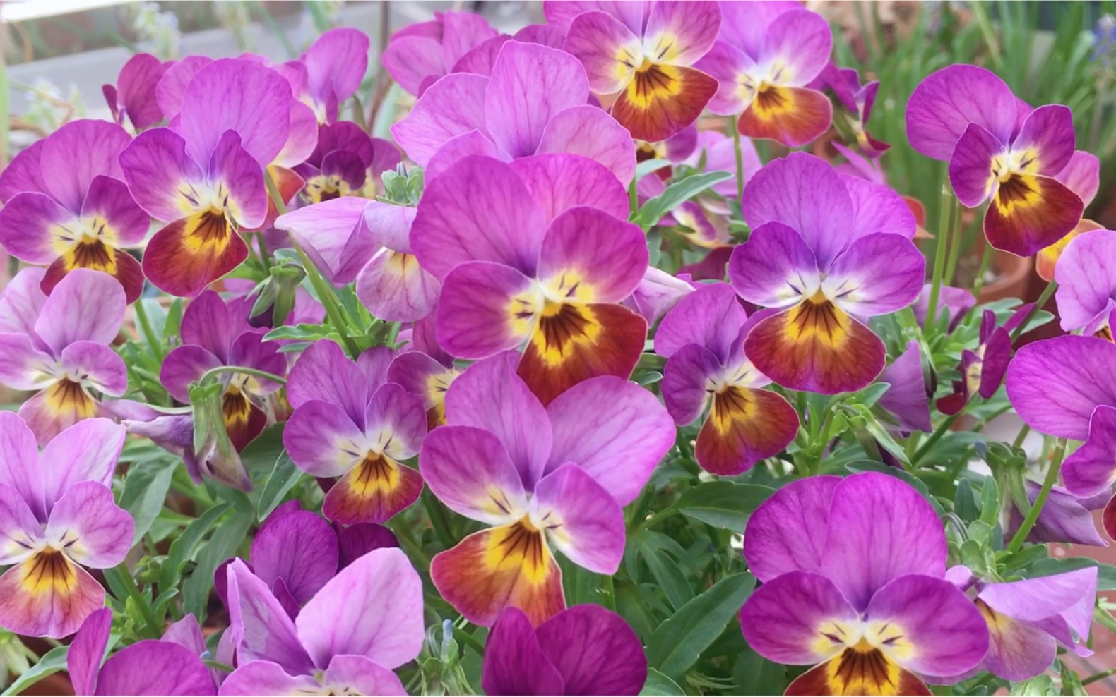 开满花的角堇最好看了